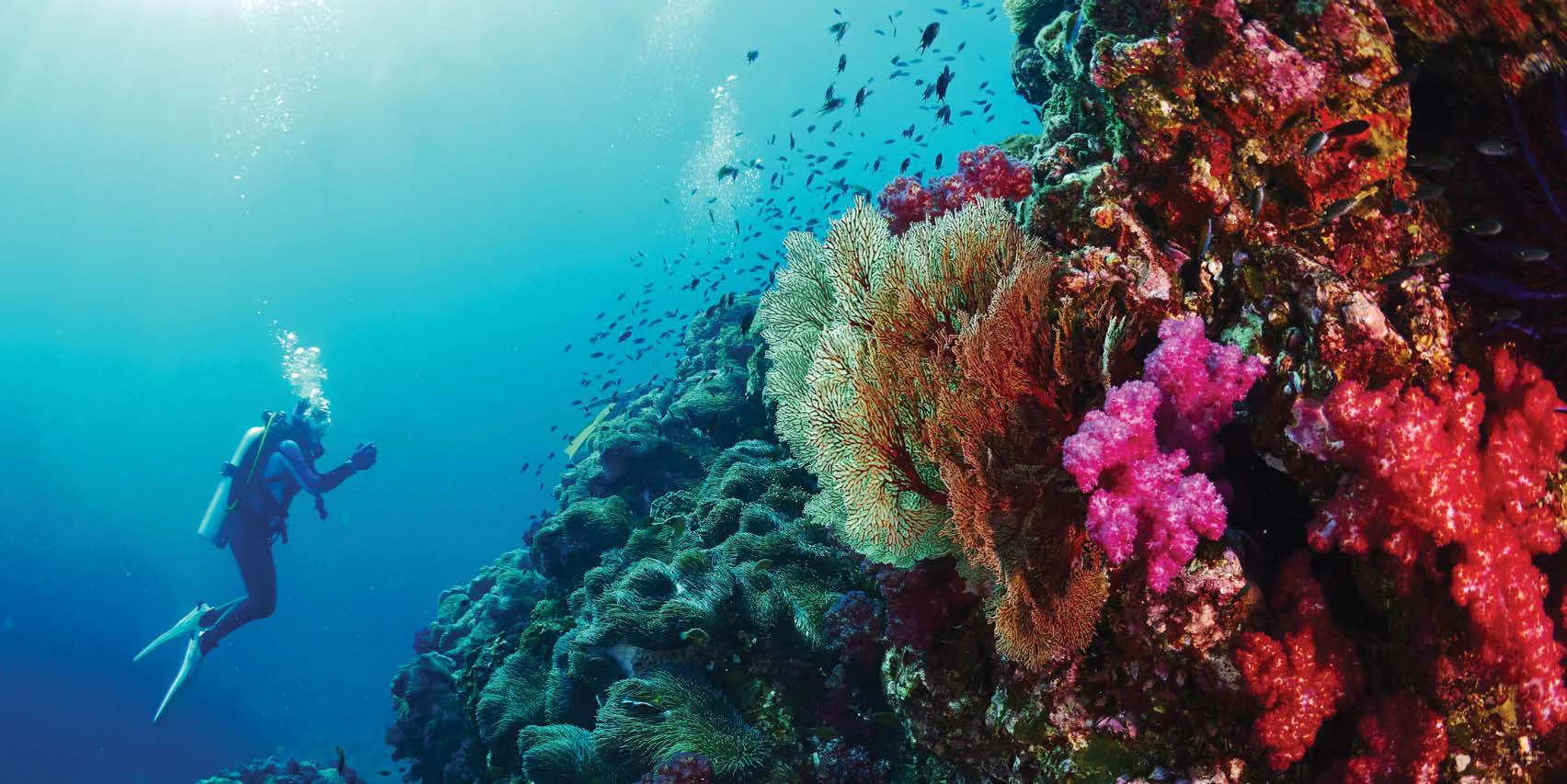 The Heart of Europe, coral reef and marine life